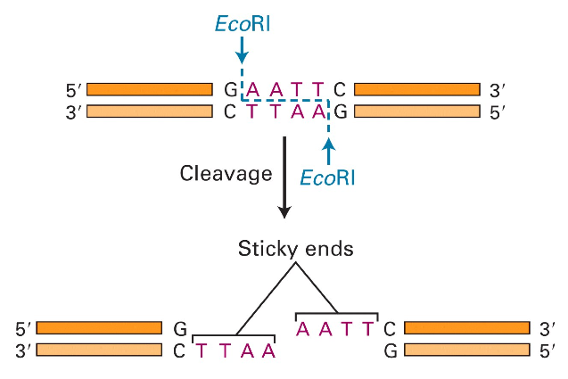 DNA Mapping and Brute Force Algorithms
