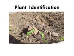Plant Identification and Ecology Chapter 5 - Scoilnet