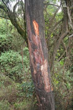 Case Study #2 - Ethnobotany in Kenya